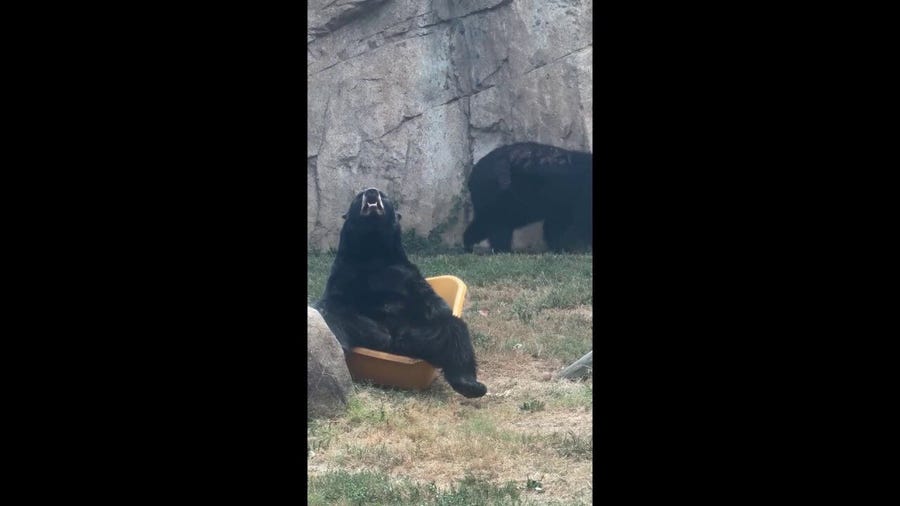 ME TIME: A bear at the Memphis zoo took the opportunity to lounge out in a wheelbarrow in the summer heat on Tuesday