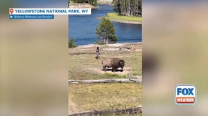 Man taunts, moves dangerously close to bison in Yellowstone National Park