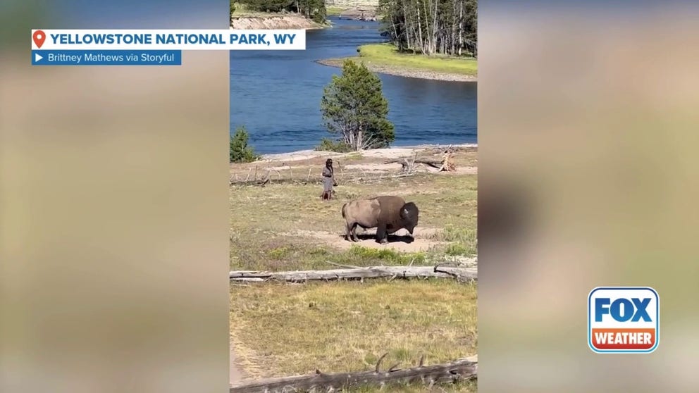 A man was recently caught on camera coming dangerously close to a bison as he taunted the animal in Yellowstone National Park.