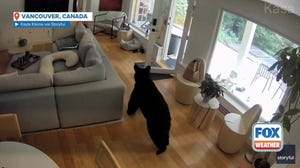 Brave Pomeranian dog scares, chases bears out of Canada home