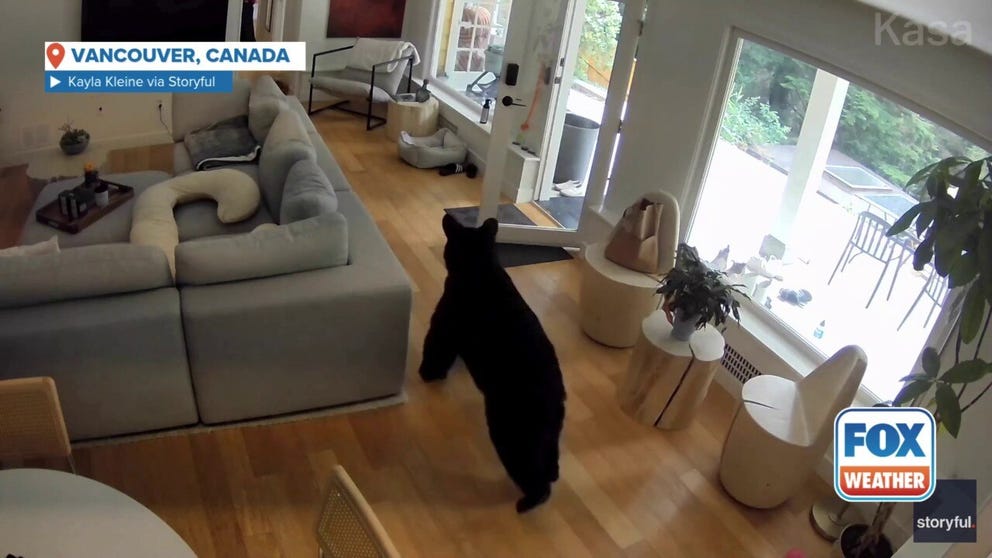 A bear experienced quite a pint-sized fright on Sunday when a Pomeranian chased it out of a home in Vancouver, Canada.