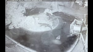 Watch: Tree crashes into alligator lagoon in Florida