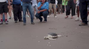 Endangered sea turtle released back into Atlantic from Brooklyn beach