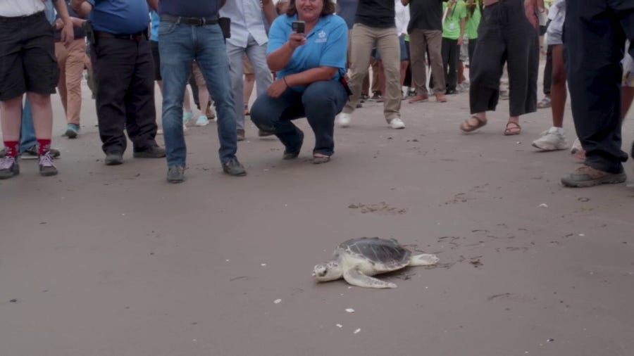 Endangered sea turtle released back into Atlantic from Brooklyn beach