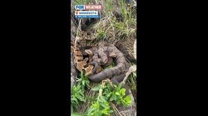 A group of rare venomous snakes is found in the rural parts of Southeastern Minnesota