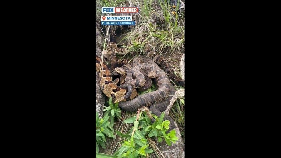 A group of rare venomous snakes is found in the rural parts of Southeastern Minnesota