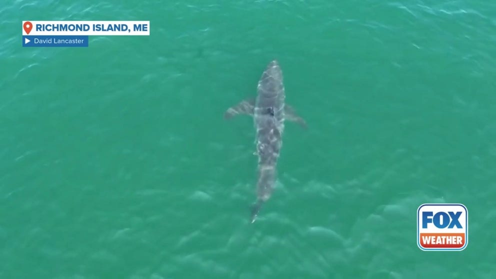 Police in Scarborough, Maine have confirmed that a great white shark has been spotted off the coast, near Portland. Police are encouraging the public to stay aware.