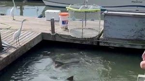 VIDEO: Sharks swim with an alligator in South Carolina