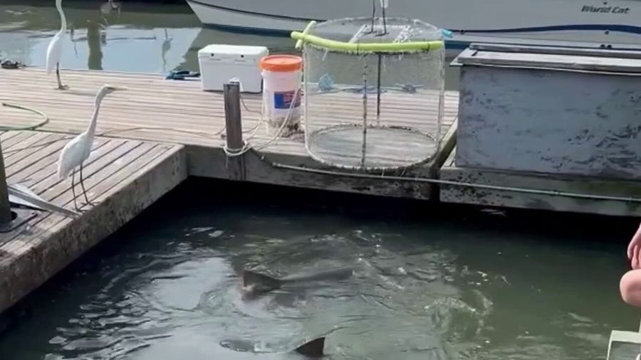 VIDEO: Sharks swim with an alligator in South Carolina