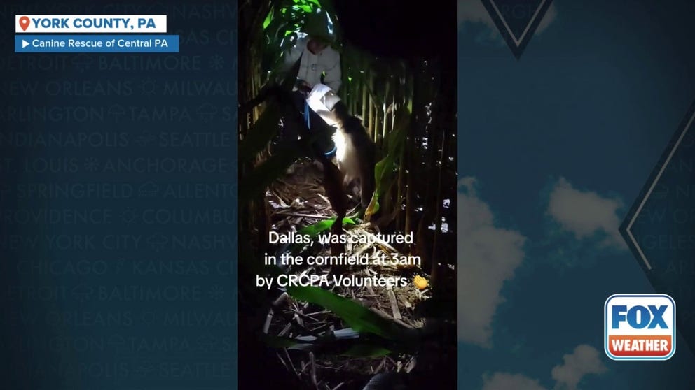 Footage shows the moment Canine Rescue of Central PA volunteers captured Dallas Cheddar, a stray pup with her head trapped inside a plastic jar, in a cornfield in York County, Pennsylvania, early Wednesday morning. 