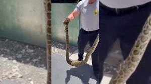 Video: Firefighters remove python from South Florida home