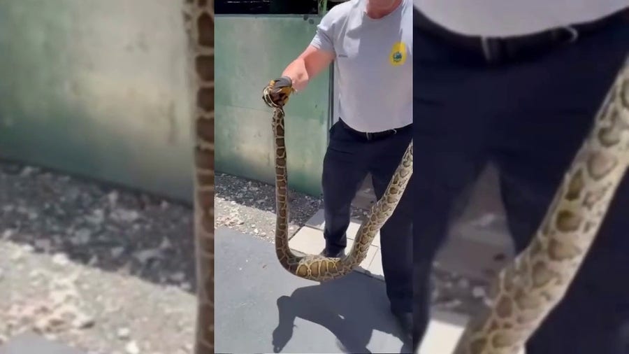 Video: Firefighters remove python from South Florida home