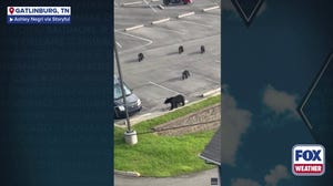 Watch: Mama bear and cubs wow onlookers in chairl ift in Gatlinburg