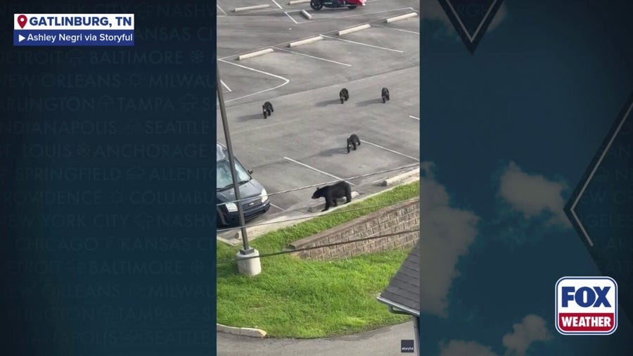 Watch: Mama bear and cubs wow onlookers in chair lift in Gatlinburg