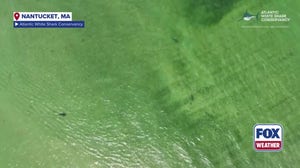 Video shows dusky sharks preying on seal off Nantucket, Massachusetts