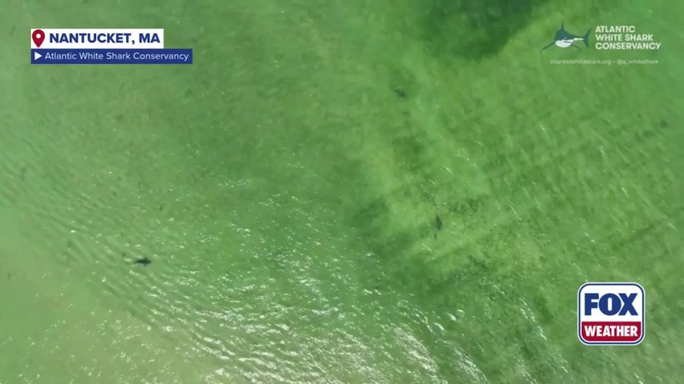 <<VIDEO CONTAINS GRAPHIC CONTENT>>: A new study from the Atlantic White Shark Conservancy reveals video from July 2023 in what is believed to be the first direct observation of dusky sharks preying on seals.