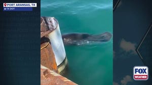 Rare manatee sighting halts Texas construction project