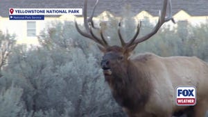 Yellowstone officials warn visitors of aggressive elk during rut season as summer winds down