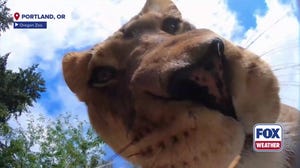 Lions find, play with hidden camera at Oregon Zoo