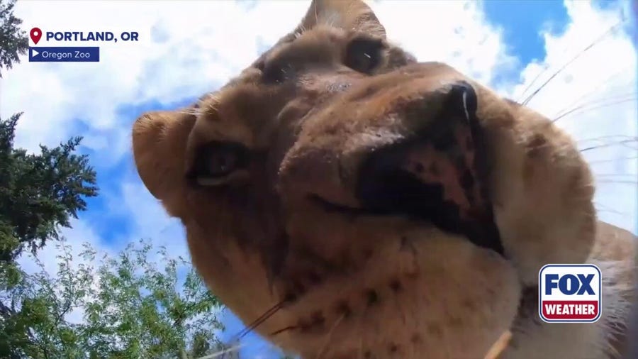 Lions find, play with hidden camera at Oregon Zoo