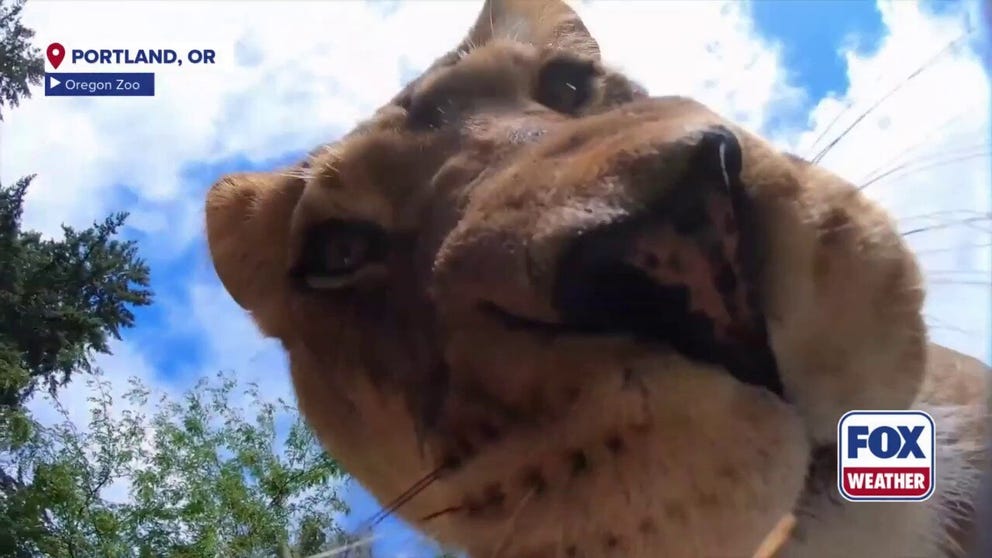 Fearsome lions recently showed their playful – and photogenic – side at the Oregon Zoo, where keepers placed a hidden camera in their habitat. 
