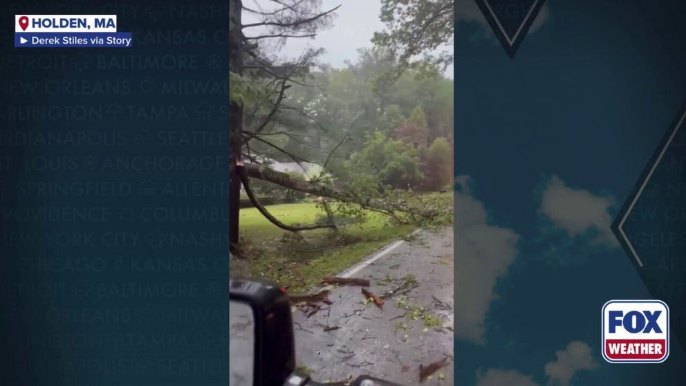 A video recorded in Holden, Massachusetts, shows numerous trees that were brought down after a possible tornado on Saturday, Sept, 6, 2025.