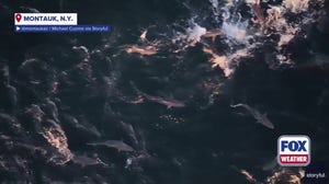 Watch: Spinner sharks swim off Long Island coast