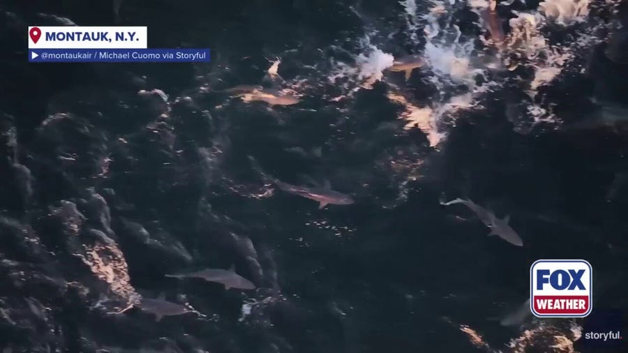 Watch: Spinner sharks swim off Long Island coast