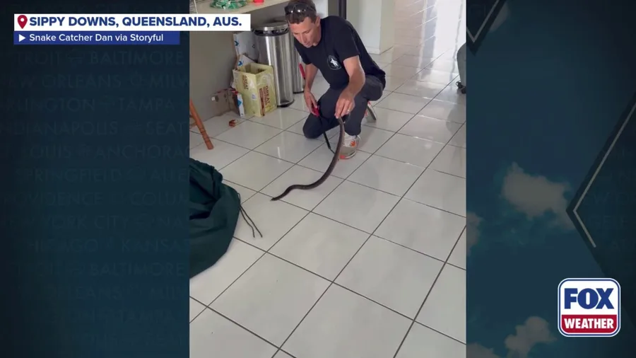 Highly venomous snake hides in pizza box