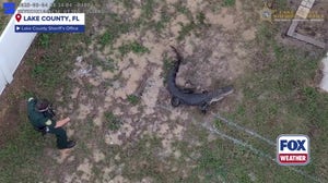 Drone video shows Florida deputies capturing alligator