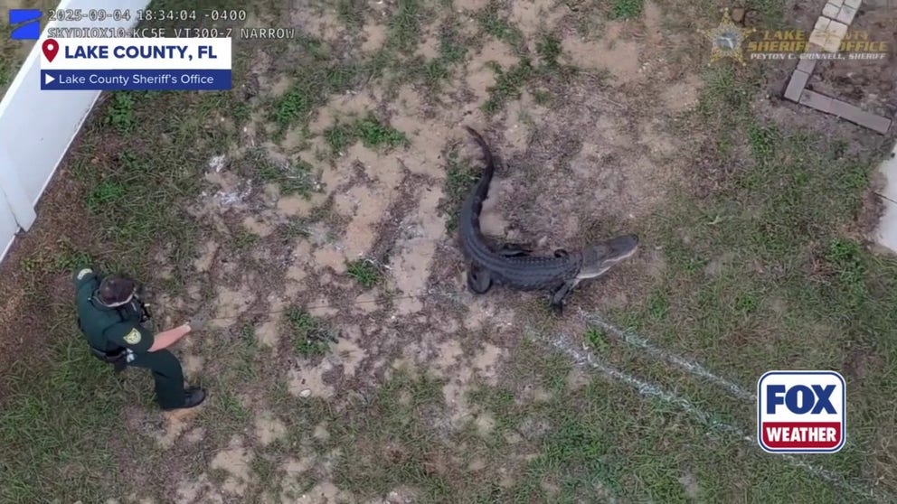 Florida deputies recently wrangled an alligator lurking on the front porch of a Central Florida home.