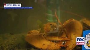 ‘Ultra rare’ orange lobster saved from grocery store freed in New York