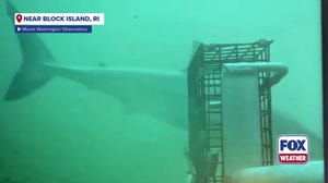 First time ‘elusive’ white shark filmed in Rhode Island waters