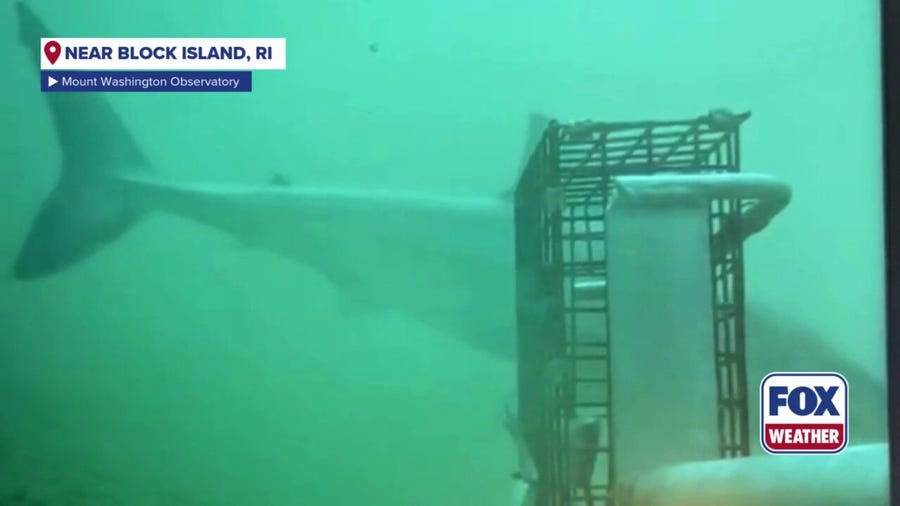 First time ‘elusive’ white shark filmed in Rhode Island waters