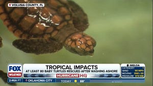 Baby sea turtles washed ashore due to massive waves from hurricanes Humberto, Imelda