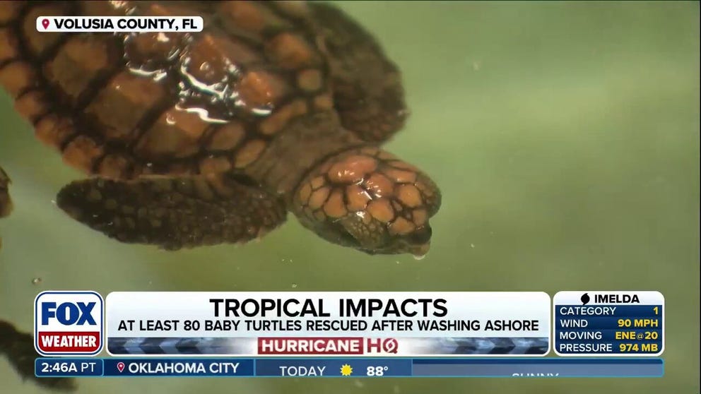 Dozens of baby sea turtles have been struggling to survive after being washed ashore due to massive waves kicked up by hurricanes Humberto and Imelda in Florida.