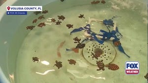 Waves kicked up by hurricanes Humberto, Imelda washing sea turtles ashore in Florida