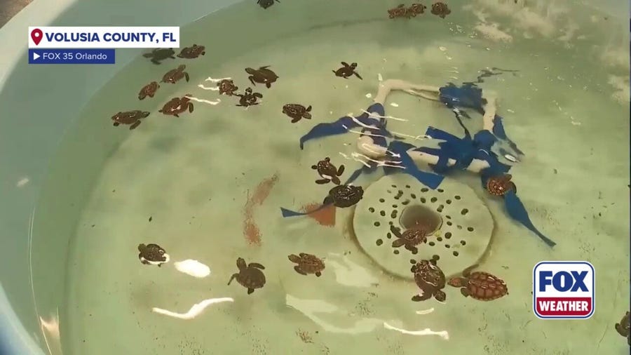 Waves kicked up by hurricanes Humberto, Imelda washing sea turtles ashore in Florida
