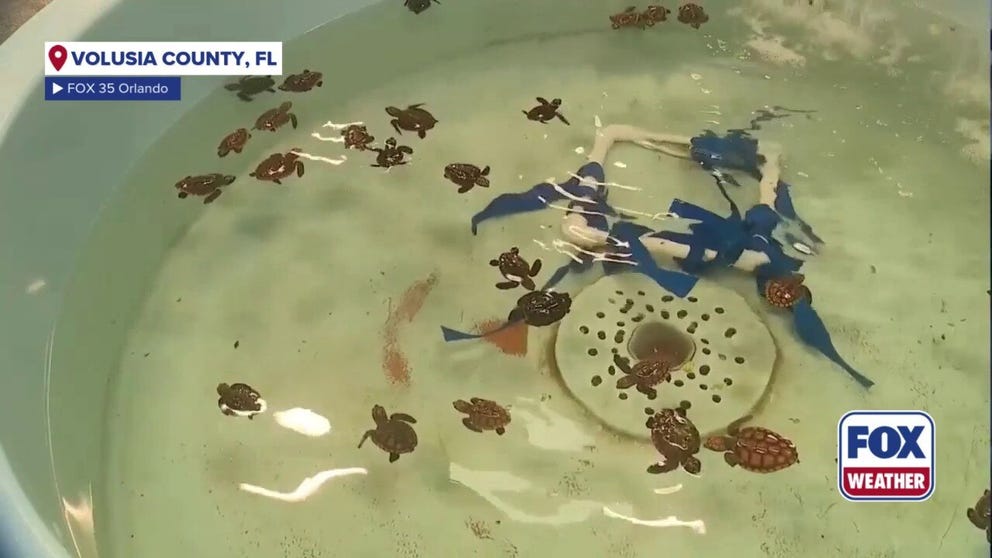 Baby sea turtles in Florida are being washed back to shore due to the massive waves kicked up by hurricanes Humberto and Imelda in the Atlantic. FOX 35 Orlando Reporter Manny Martinez has more from Volusia County.