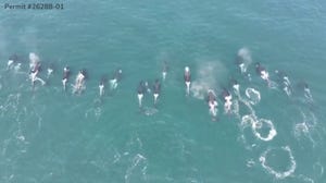 Drone captures endangered orca whale pod off coast of Washington state