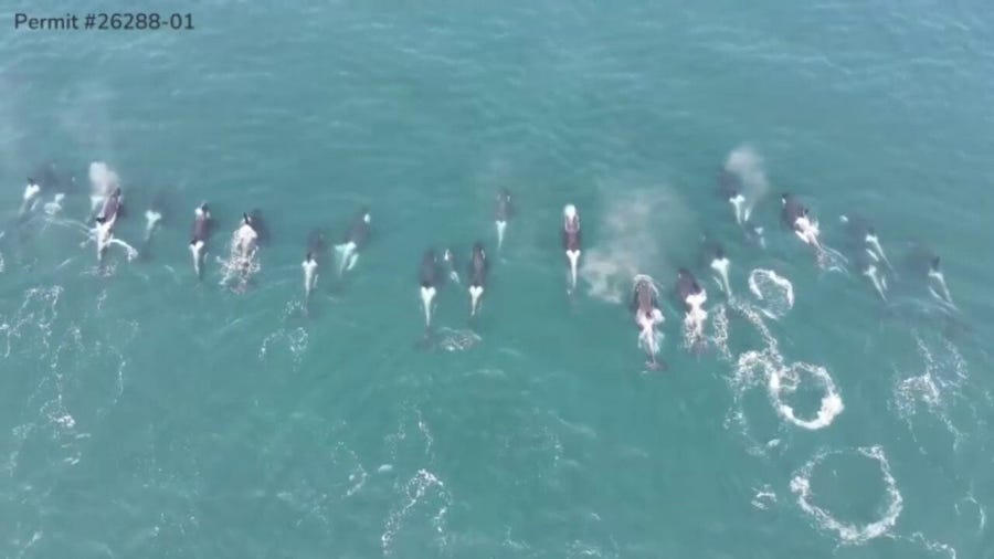 Drone captures endangered orca whale pod off coast of Washington state