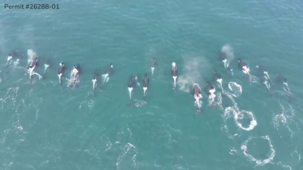 A pod of over 20 Southern Residential killer whales were caught on camera swimming in the Salish Sea.