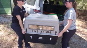 Staff members at the Northern California Condor Restoration Program bring in a California Condor to be treated for a wing injury