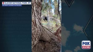 Watch: Hiker hides from moose in Glacier National Park in scary moment