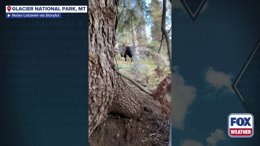 Watch: Hiker hides from moose in Glacier National Park in scary moment