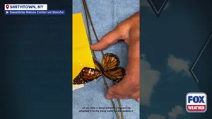 Monarch butterfly receives first wing transplant