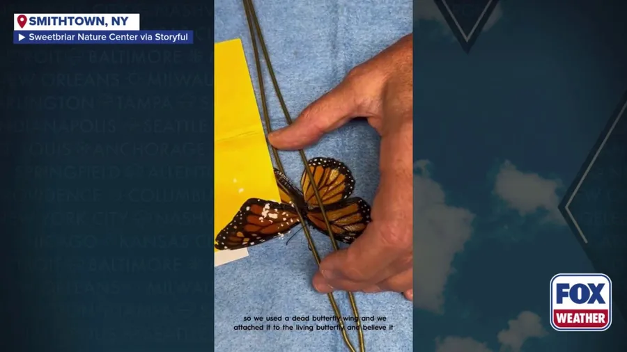 Monarch butterfly receives first wing transplant