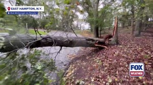 Watch: Large trees lay across Long Island road as nor'easter slams Northeast