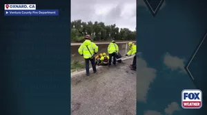 California dog rescued after being trapped by floodwater