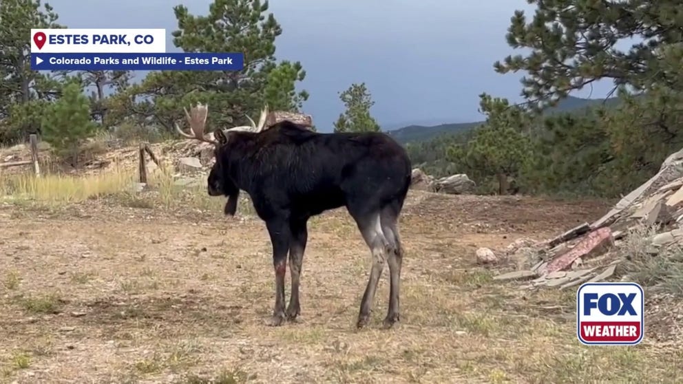 A young bull moose was rescued in early October after he fell into a water canal in Estes Park, Colorado.